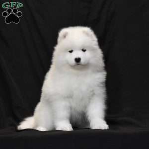 Symantha, Samoyed Puppy